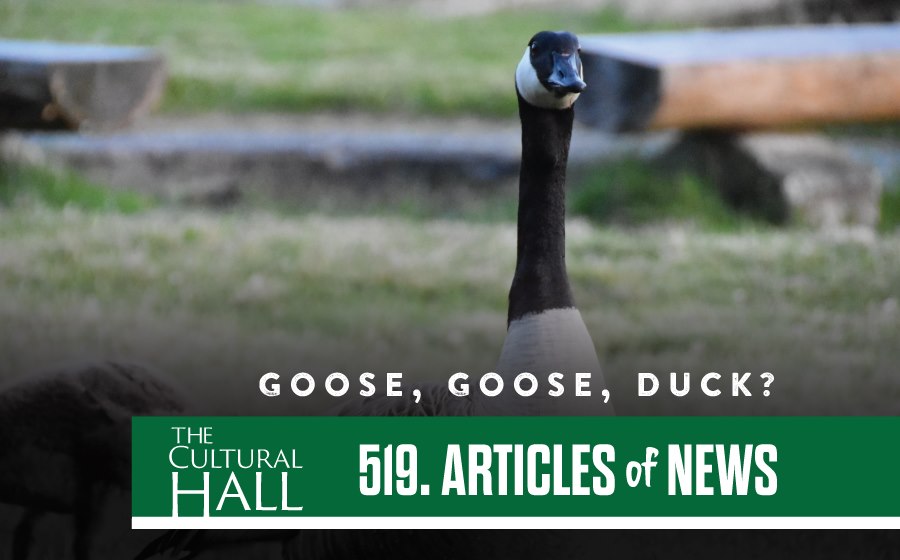 Goose, Goose, Duck? AoN Ep 519 The Cultural Hall